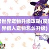 魔兽世界宠物升级攻略(魔兽世界猎人宠物怎么升级)